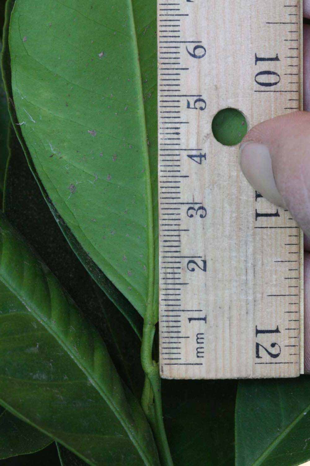              Unifoliolate leaf (Riverside, CA)       